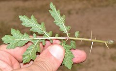 Solanum angustifolium
