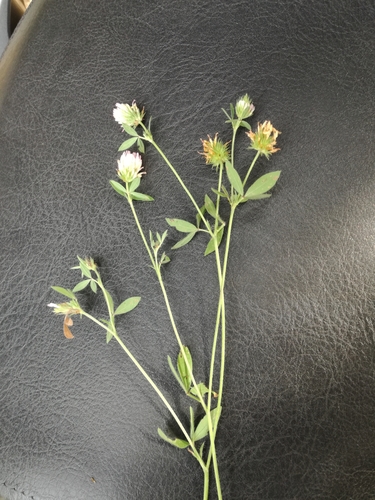 Image of Trifolium echinatum by (c) Andrea Meucci, some rights reserved (CC BY-SA)