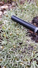 Antennaria dimorpha