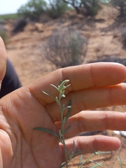 Chenopodium cycloides