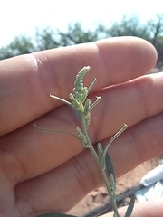 Chenopodium cycloides