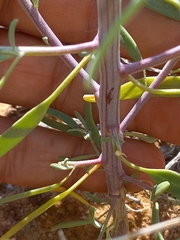 Chenopodium cycloides