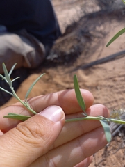 Chenopodium cycloides