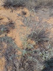 Chenopodium cycloides