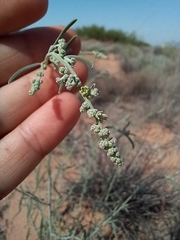 Chenopodium cycloides