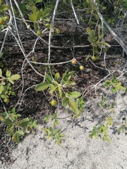 Vitex mollis