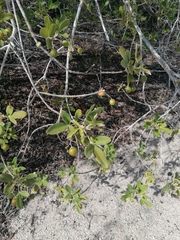 Vitex mollis