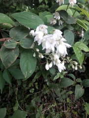 Deutzia pulchra