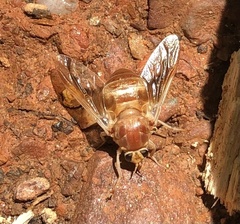 Goniops chrysocoma