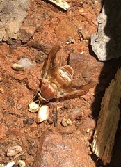 Goniops chrysocoma
