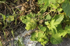 Pseudoperonospora cubensis