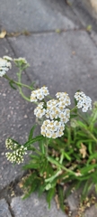 Achillea millefolium