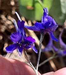 Delphinium halteratum