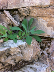Silene csereii
