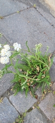 Achillea millefolium