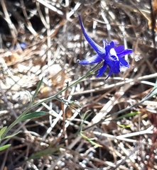 Delphinium halteratum