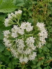 Valeriana officinalis