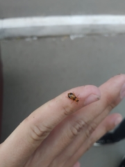 Phyllobrotica quadrimaculata