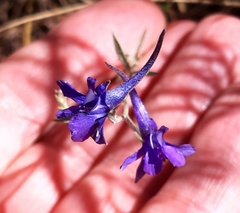 Delphinium halteratum