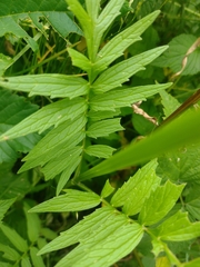 Valeriana officinalis