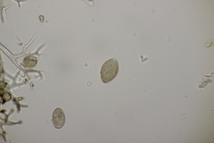 Pseudoperonospora cubensis