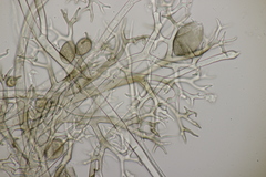 Pseudoperonospora cubensis