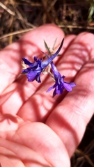 Delphinium halteratum