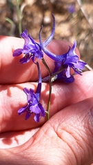 Delphinium halteratum