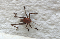 Thyreonotus corsicus