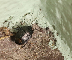 Sehirus luctuosus