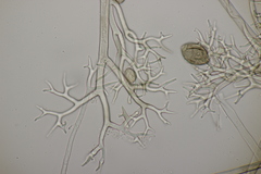 Pseudoperonospora cubensis