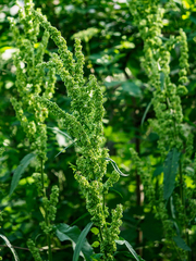 Rumex patientia