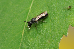 Hylaeus mesillae cressoni