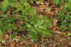 Peronospora lathyri-verni