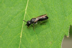 Hylaeus mesillae cressoni