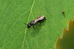Hylaeus mesillae cressoni