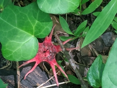 Clathraceae