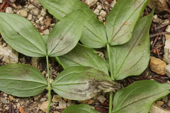 Peronospora lathyri-verni