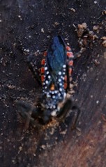 Rhynocoris albopunctatus