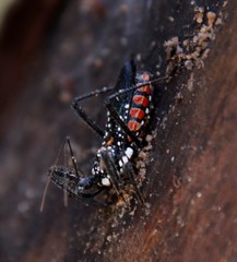 Rhynocoris albopunctatus