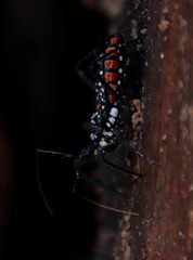 Rhynocoris albopunctatus