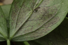 Peronospora lathyri-verni