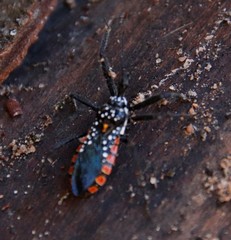 Rhynocoris albopunctatus