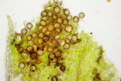 Peronospora lathyri-verni
