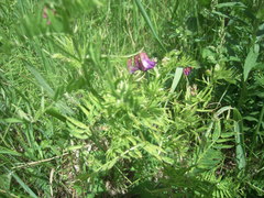 Vicia megalotropis