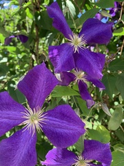 Clematis × jackmanii