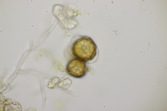 Peronospora lathyri-verni