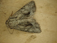 Apamea longula