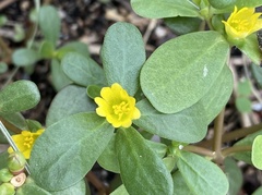 Portulaca oleracea