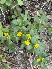 Portulaca oleracea